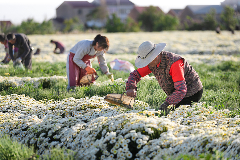 八巨鎮(zhèn)華新村杭白菊連片種植基地