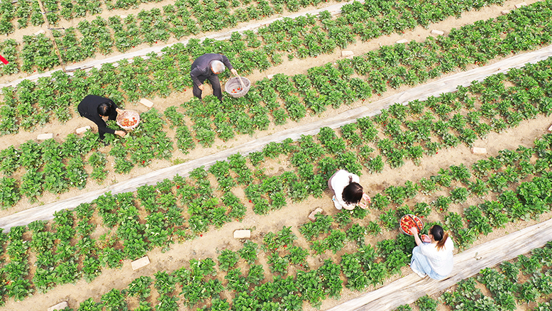 坎北街道果林村村民摘草莓