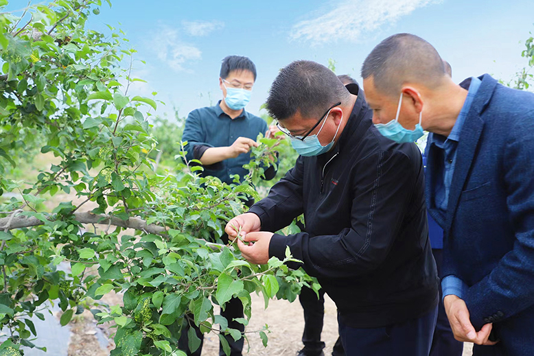 縣植物保護(hù)站技術(shù)人員向村民講解果樹(shù)綠色防控措施