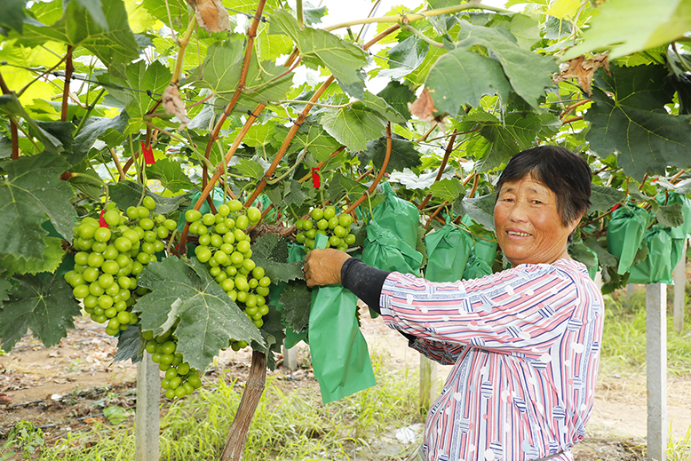 濱淮鎮(zhèn)公玉村發(fā)展葡萄種植業(yè)