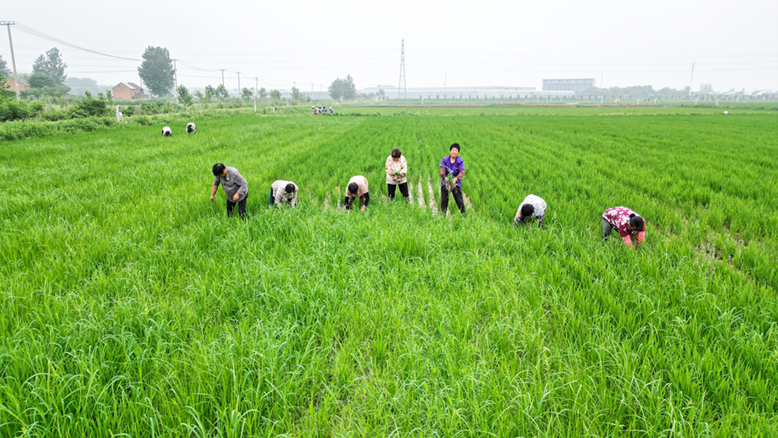 縣農(nóng)業(yè)園彥程種業(yè)科技公司水稻種植基地田管現(xiàn)場