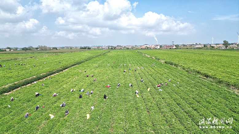 濱海港經(jīng)濟區(qū)白首烏種植基地