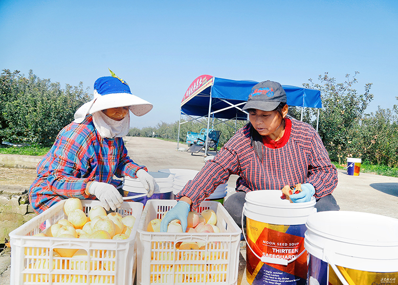 縣農(nóng)業(yè)園田園墨歌百果園蘋(píng)果迎來(lái)采摘季