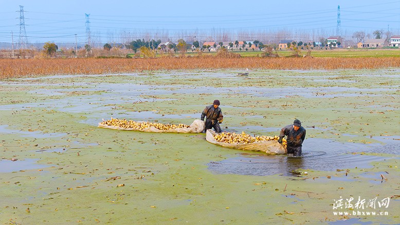 正紅鎮(zhèn)茂軍家庭農(nóng)場(chǎng)采挖蓮藕