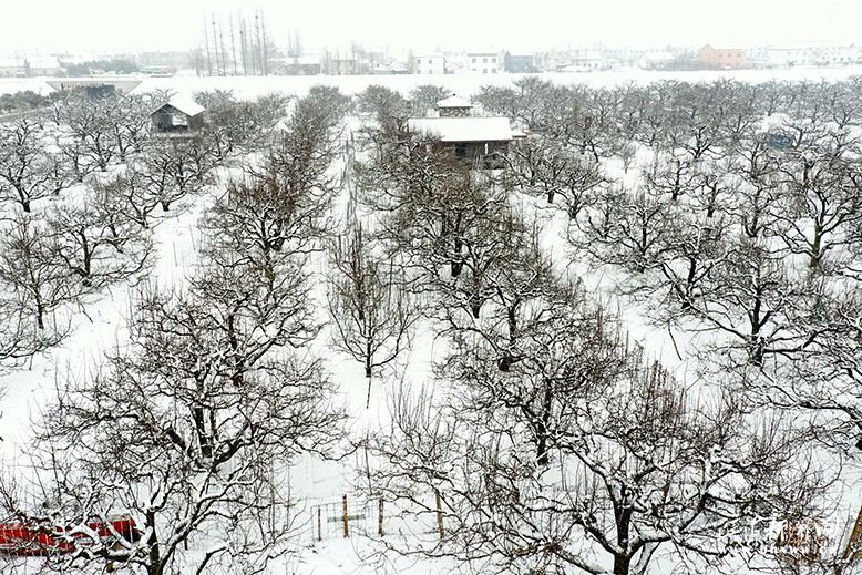 雪后的梨花語景區(qū)萬畝梨園