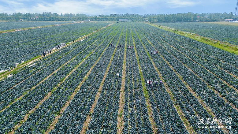 界牌鎮(zhèn)官莊村品順農(nóng)業(yè)發(fā)展有限公司基地西蘭花迎來采收期