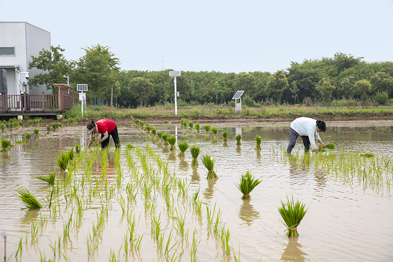 縣農(nóng)業(yè)園水稻種植實(shí)驗(yàn)田進(jìn)入插秧環(huán)節(jié)